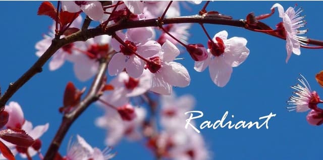 Radiant Holistic Nutrition